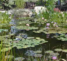 Gartenteich